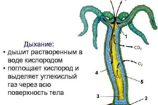 Актуальная ссылка на кракен